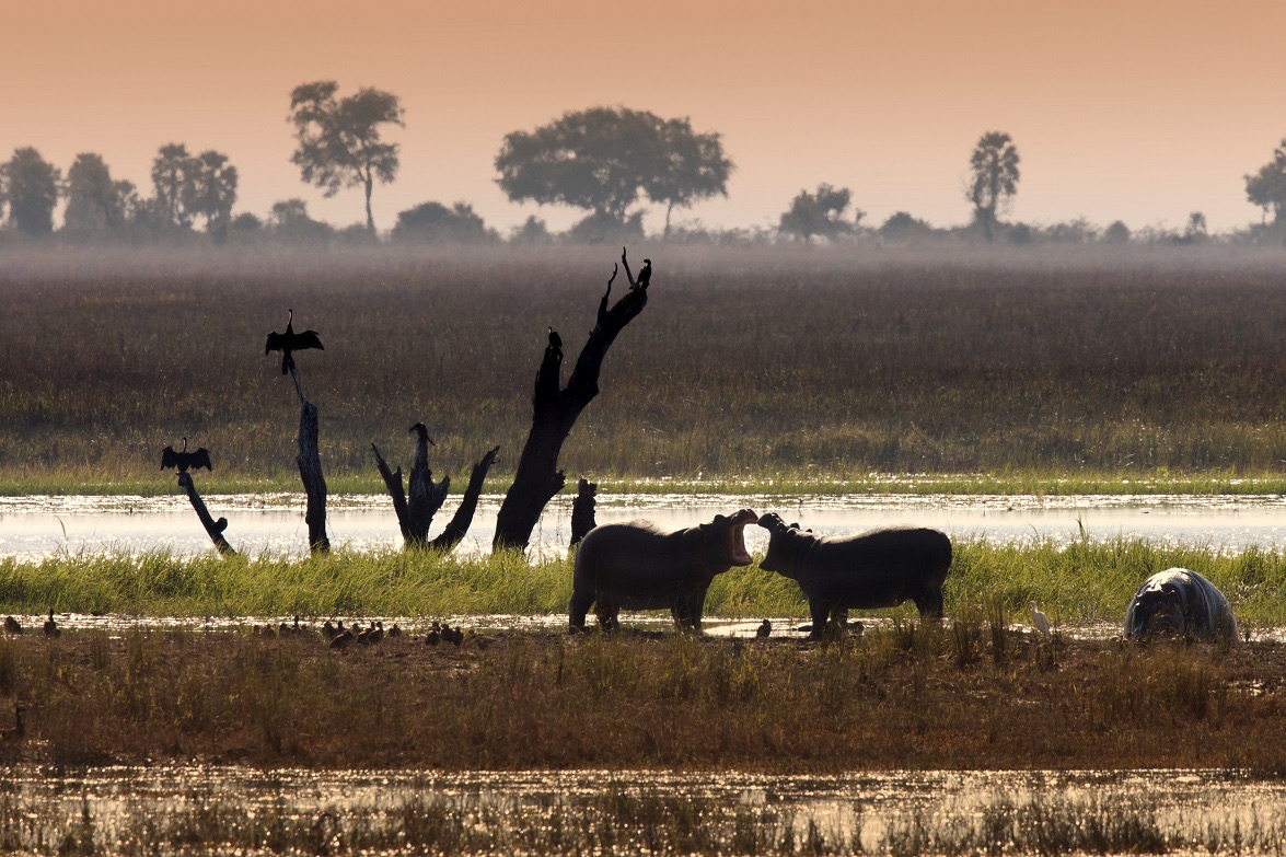 botswana-hyppo-coucher-de-soleil