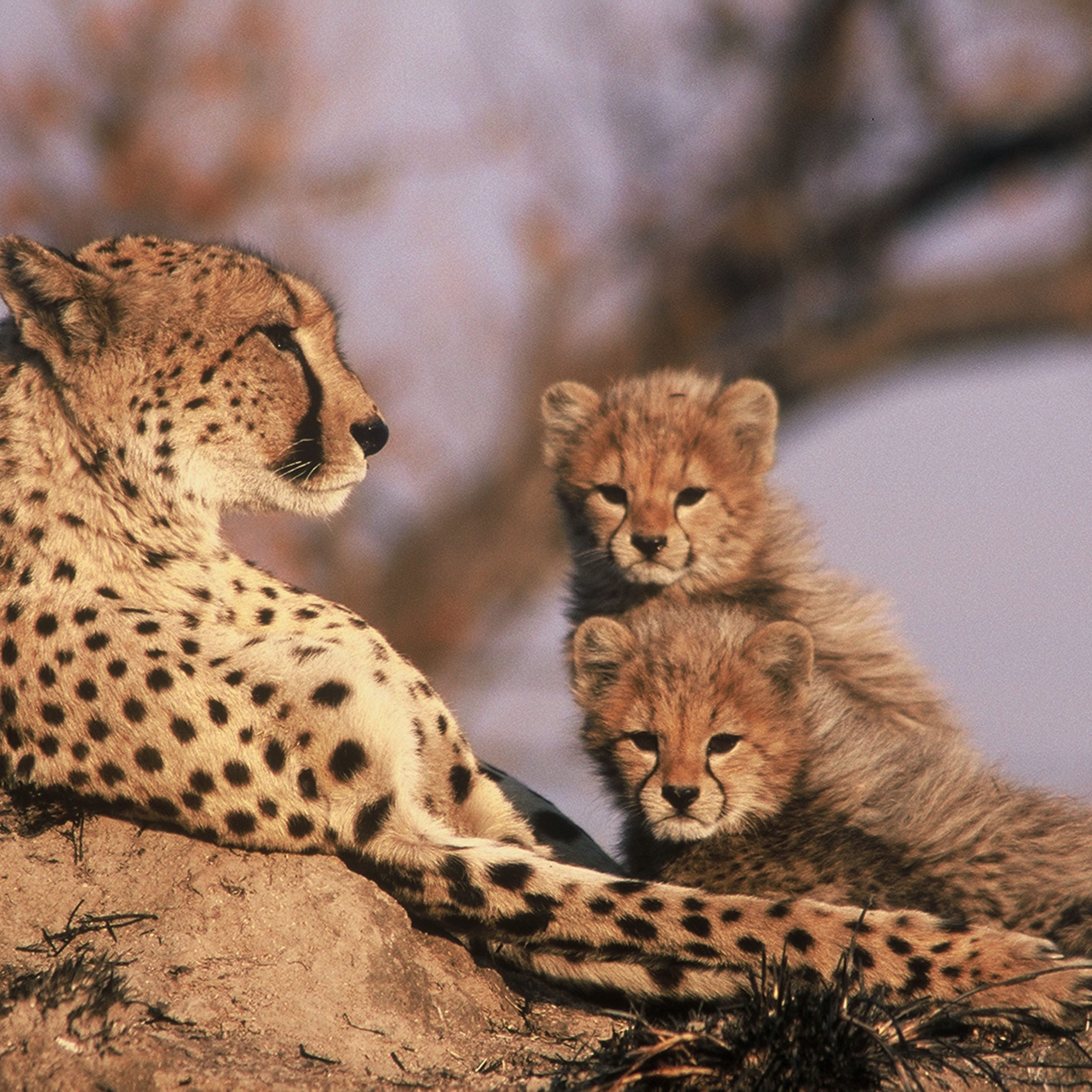 cheetah-with-cubs cheetah-with-cubs