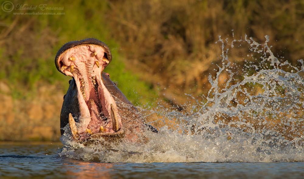 ito-angry-hippo-bull-morkel-erasmus-photography ito-angry-hippo-bull-morkel-erasmus-photography
