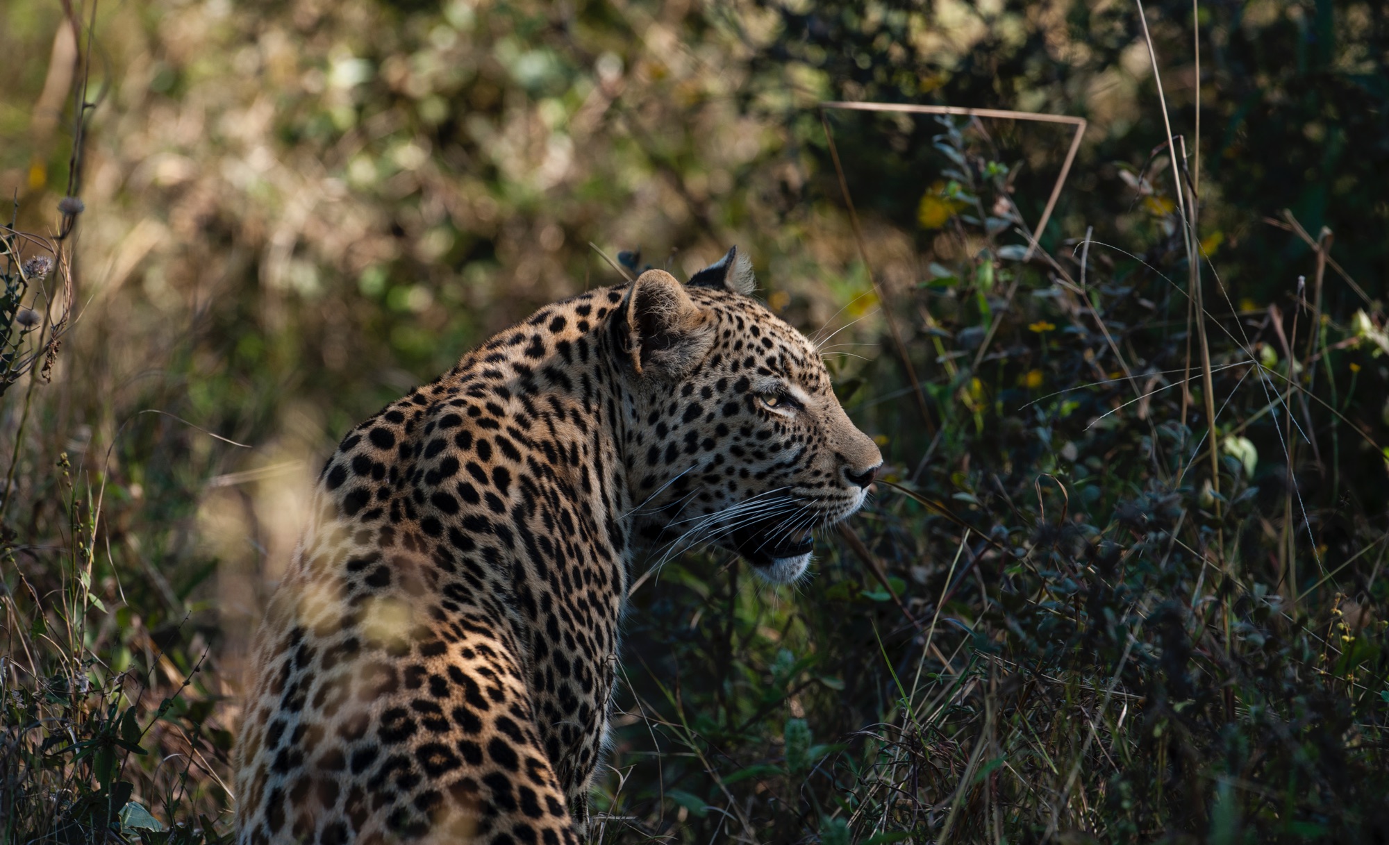 9mapula-lodge-leopard