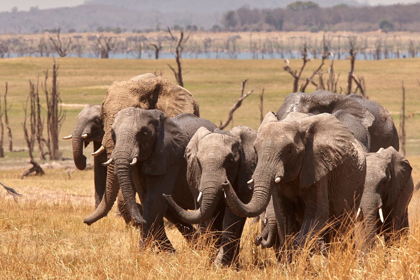 elephant-photo-by-konkamoya-lodge