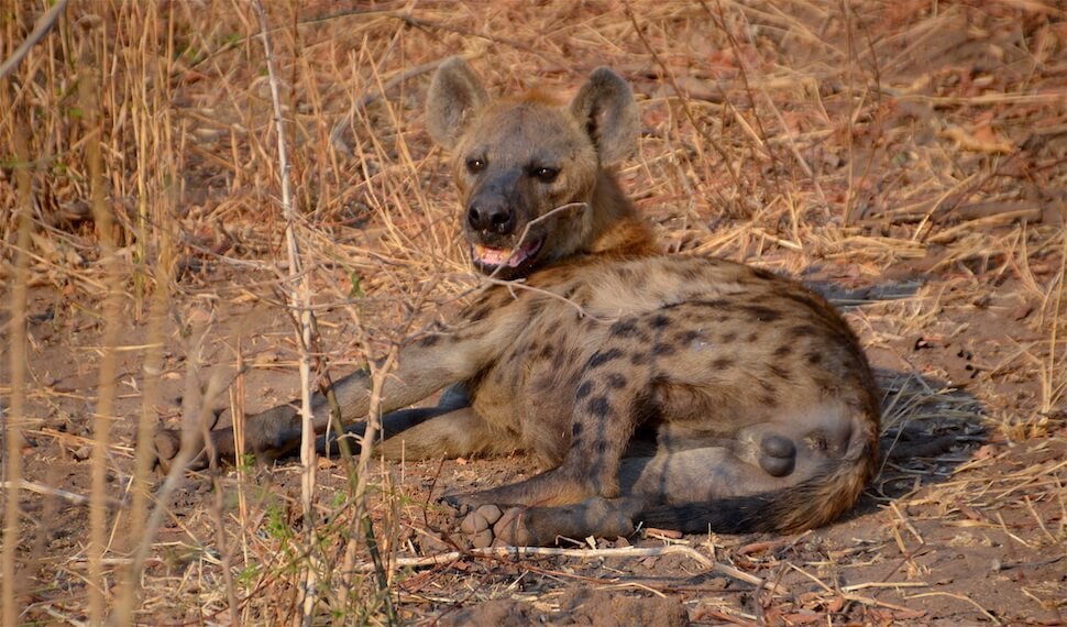 hyena-photo-by-lower-zambezi-lodge