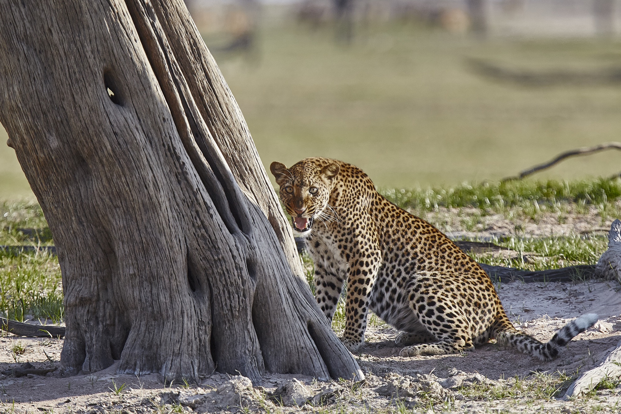 leopard-photo-by-konkamoya-lodge