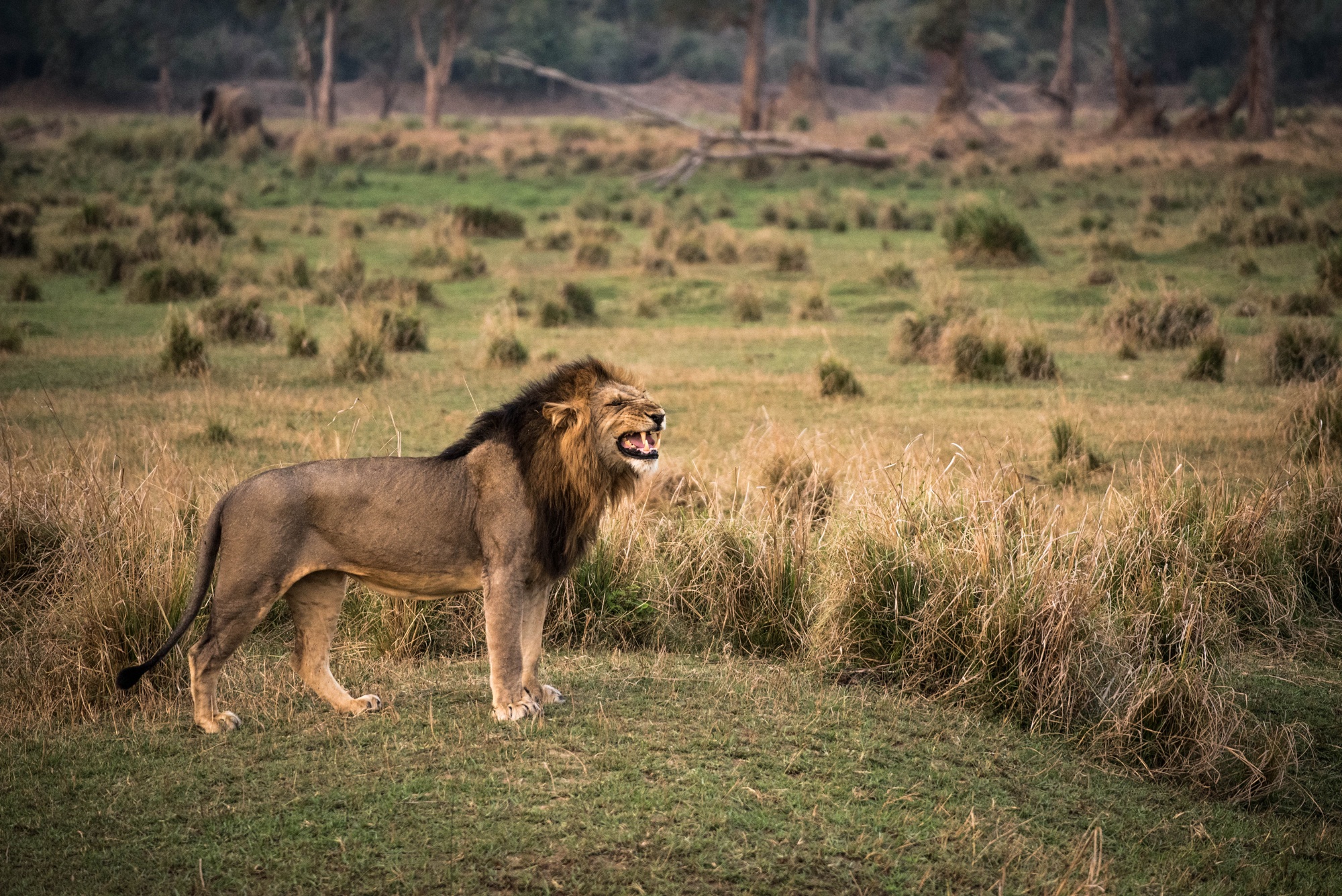 lion-lower-zambezi-photo-by-african-view-tours-and-safaris