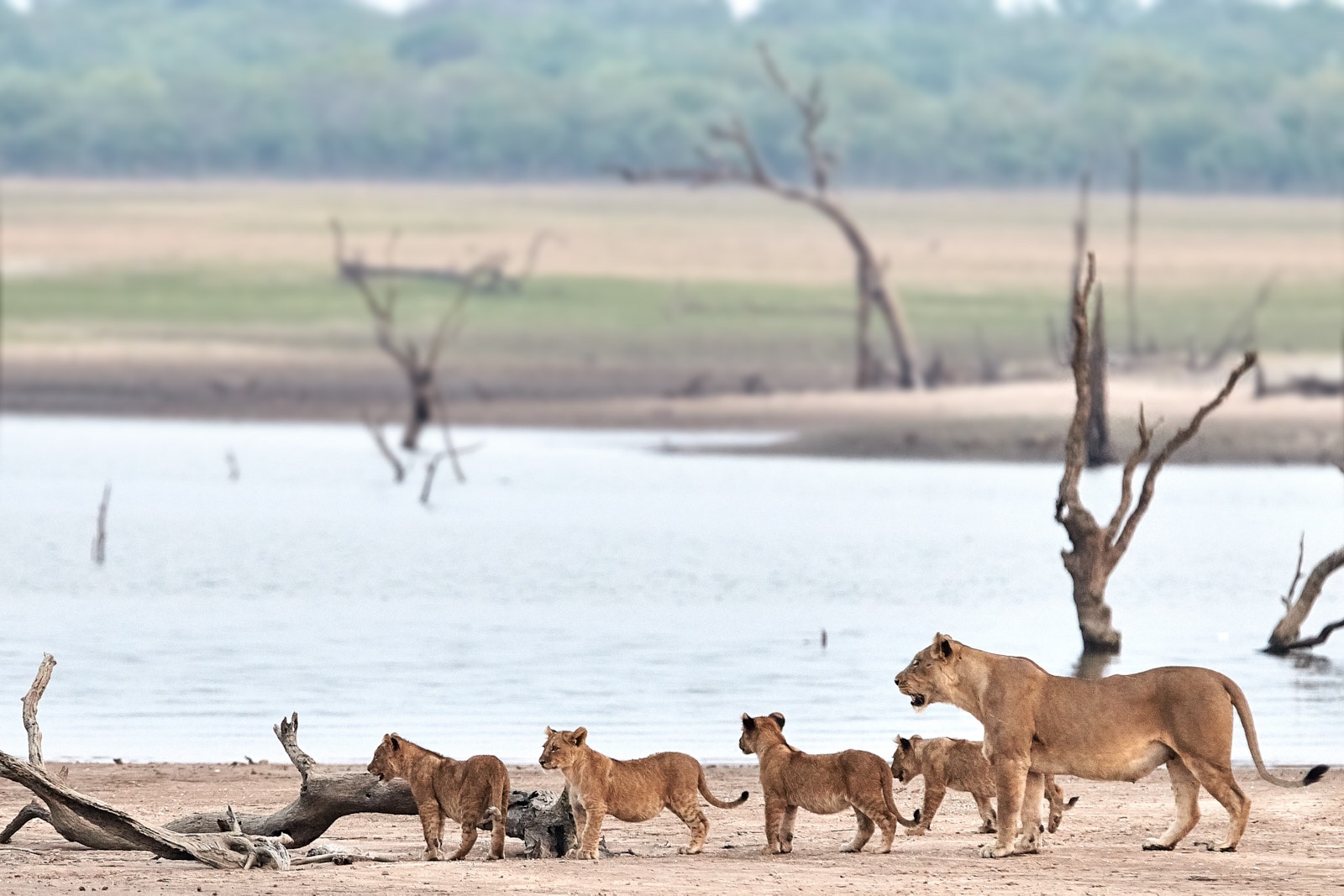 lions-photo-by-konkamoya-lodge-2