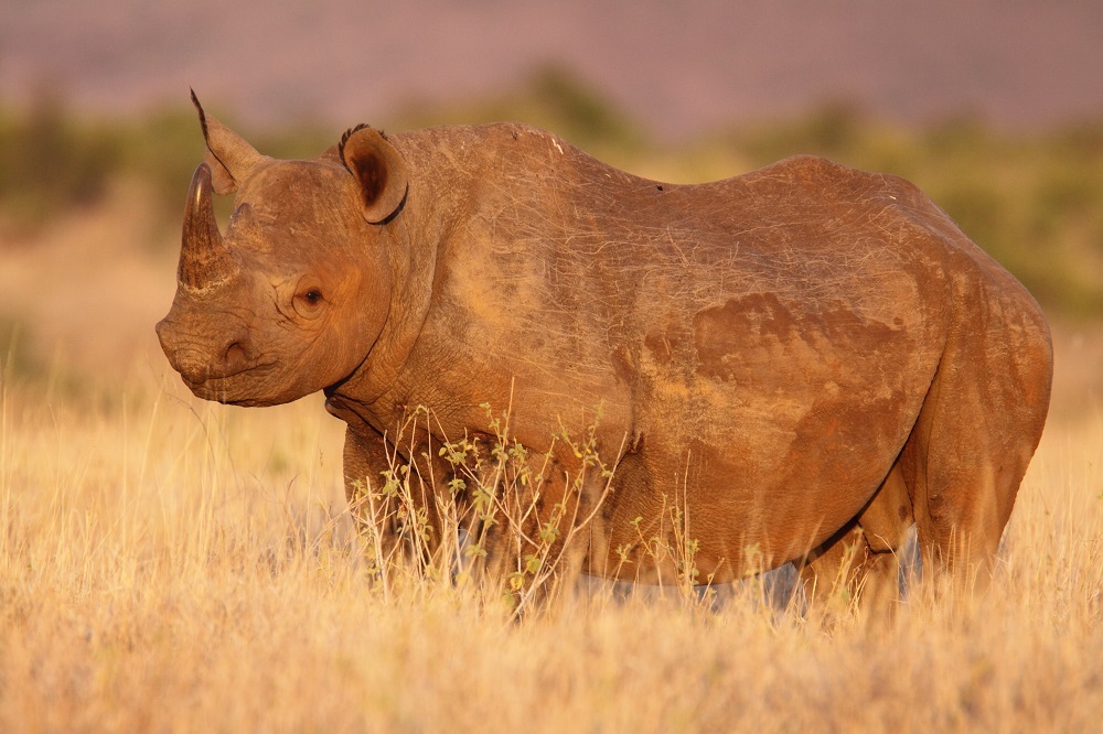 blackrhinocreditphilperry