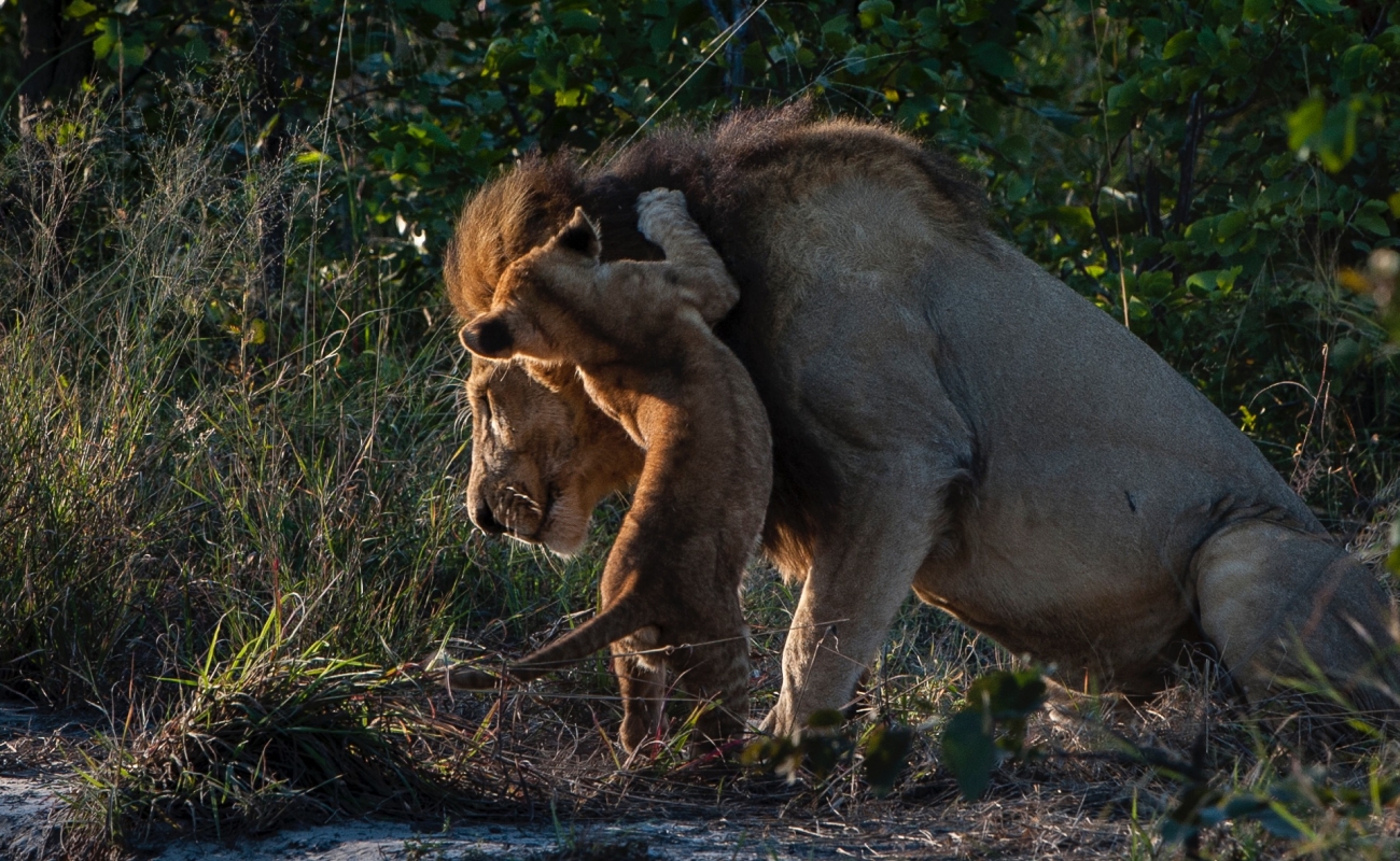 37sable-alley-lions-