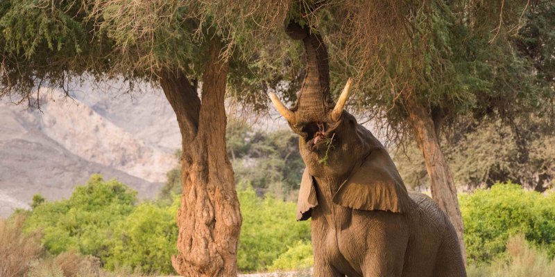 7-hoanib-valley-elephants