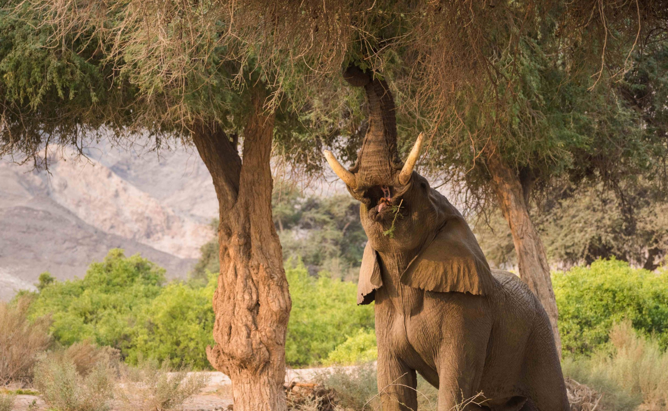 7-hoanib-valley-elephants