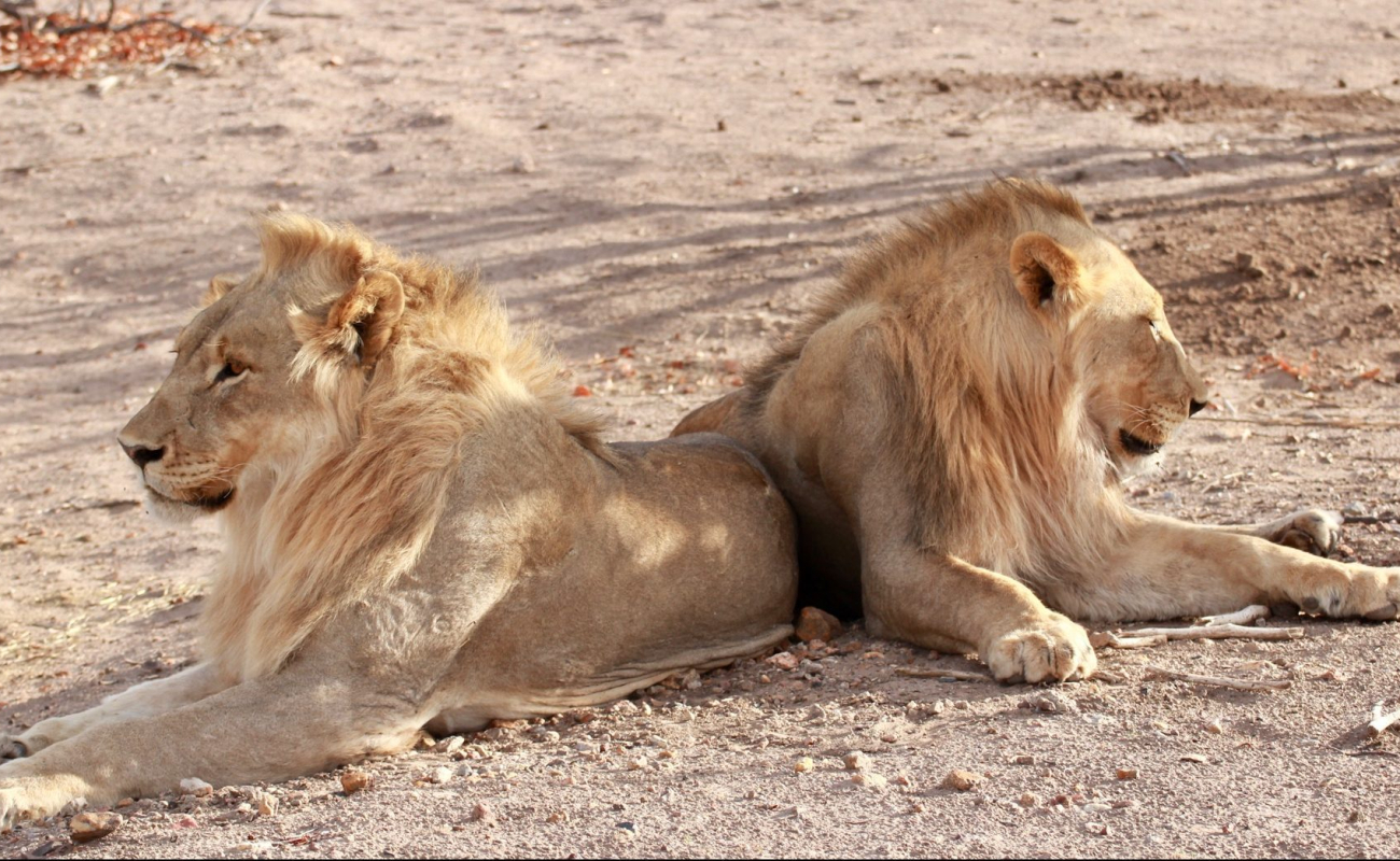 746cc7dc-fd09-4227-b8ae-44f84242beae_1_201_a