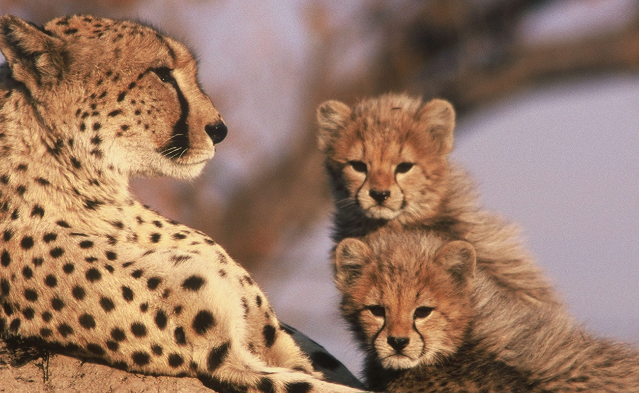 cheetah-with-cubs