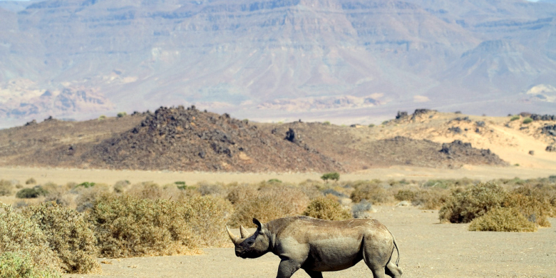 doranawas_black_rhino_da