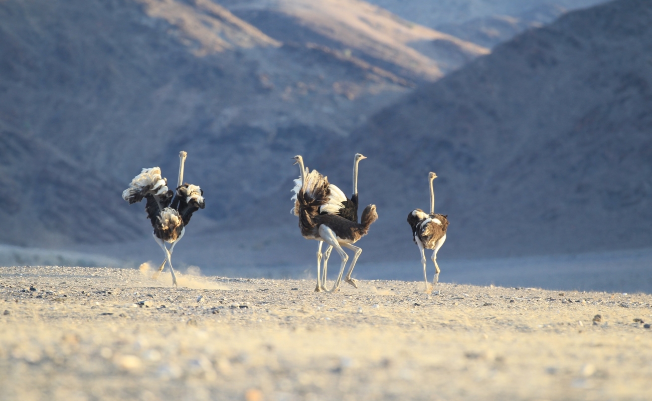 dr_flip_standerdlc_07