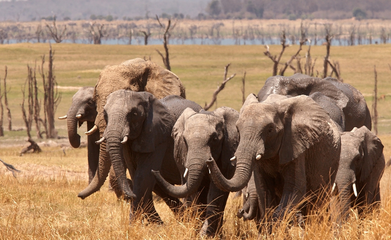 elephant-photo-by-konkamoya-lodge