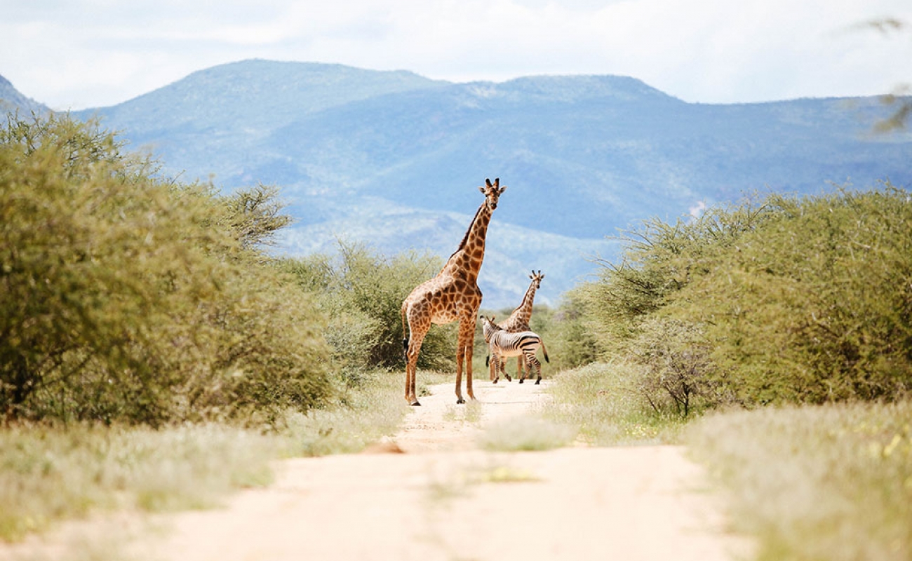 erindi-namibia-wildlife-17