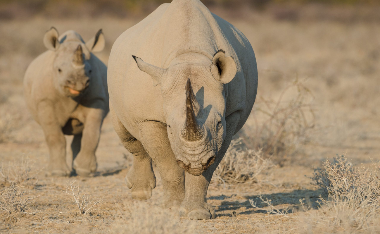 etosha-heights-black-rhino-4