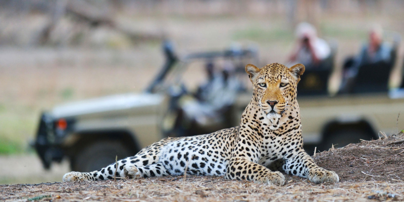 game-drives-at-lower-zambezi-national-park
