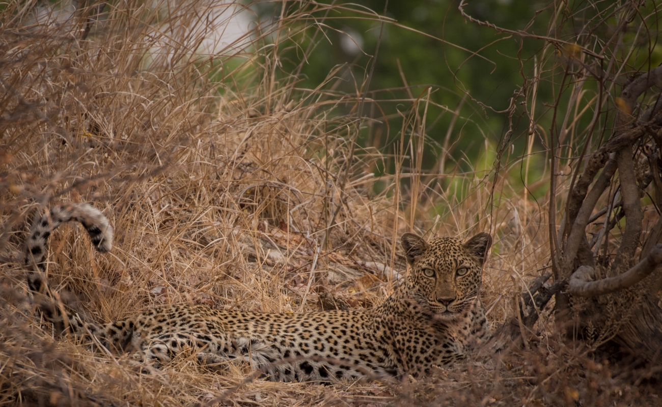 leopard-mayukuyuku-photo-by-african-view-tours-and-safaris