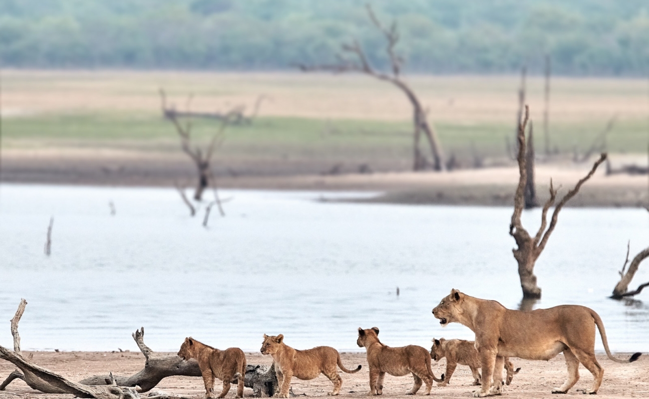 lions-photo-by-konkamoya-lodge-2
