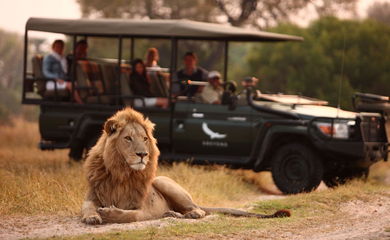 male-lion-in-a-typical-scene-on-a-game-drive