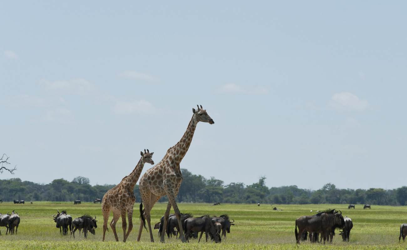 mm_hwange_feb2013_134