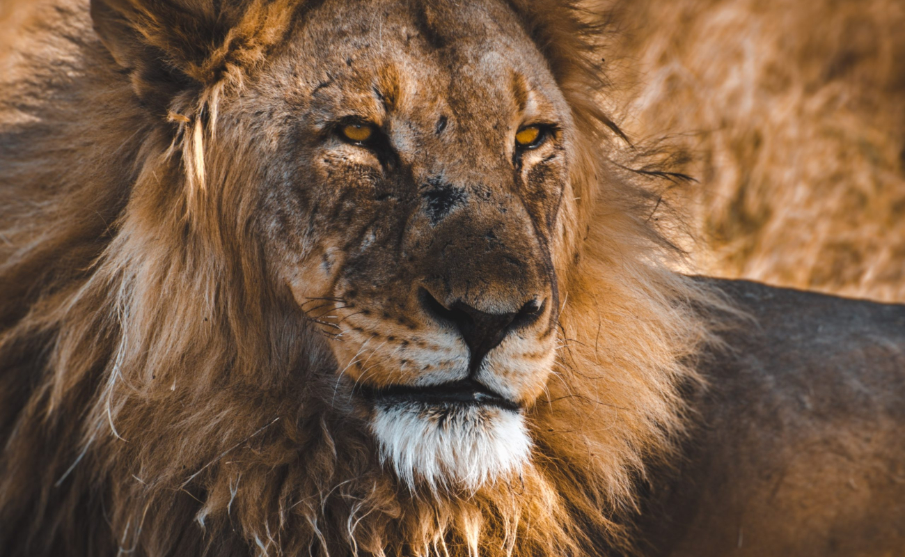 sergi-ferrete-unsplash