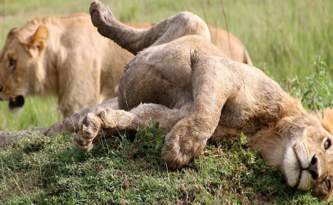 young-lions-1-photo-by-lower-zambezi-lodge